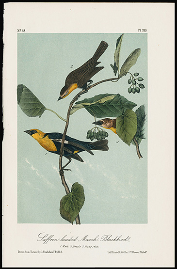 Bargain Audubon Hand Colored Original Bird Prints