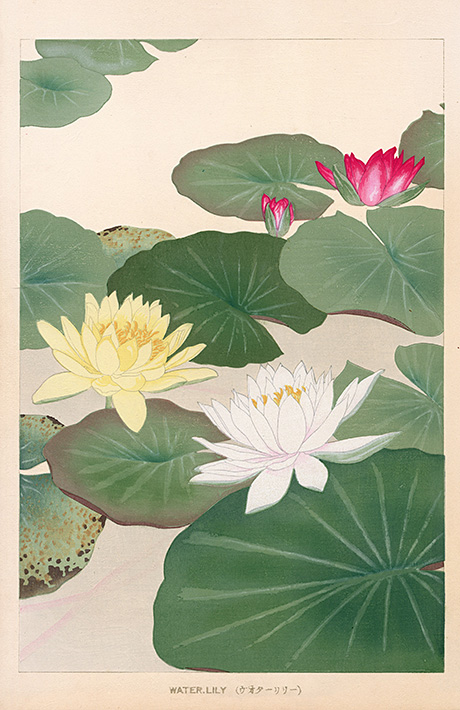 Water Lily