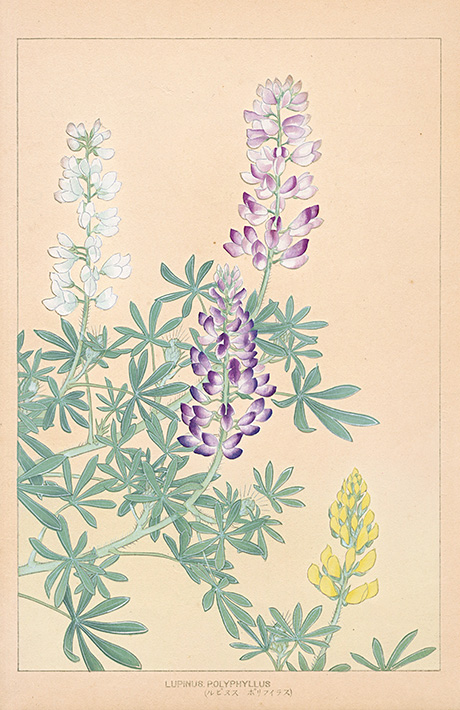 Lupinus Polyphyllus