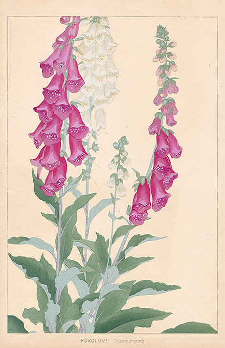 Foxglove