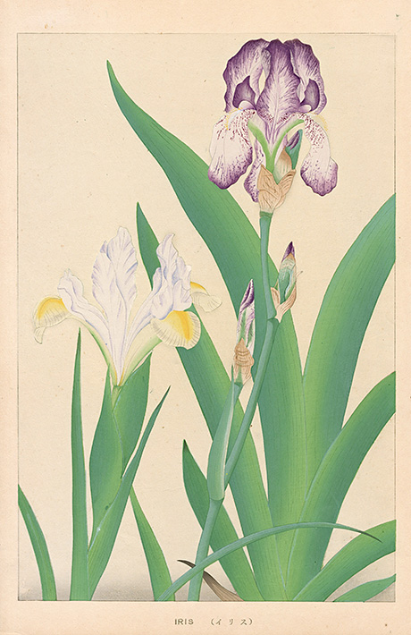 Iris