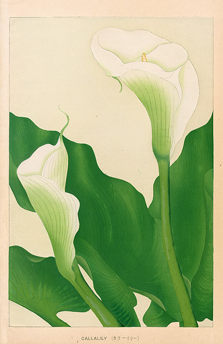 Calla Lily