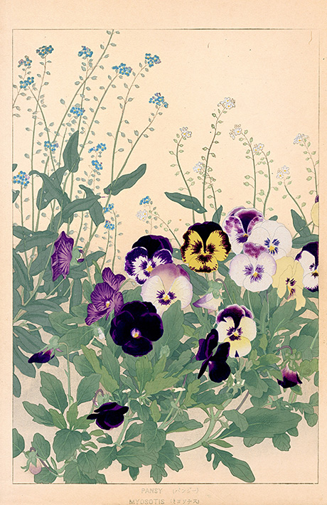 Pansy, Myosotis