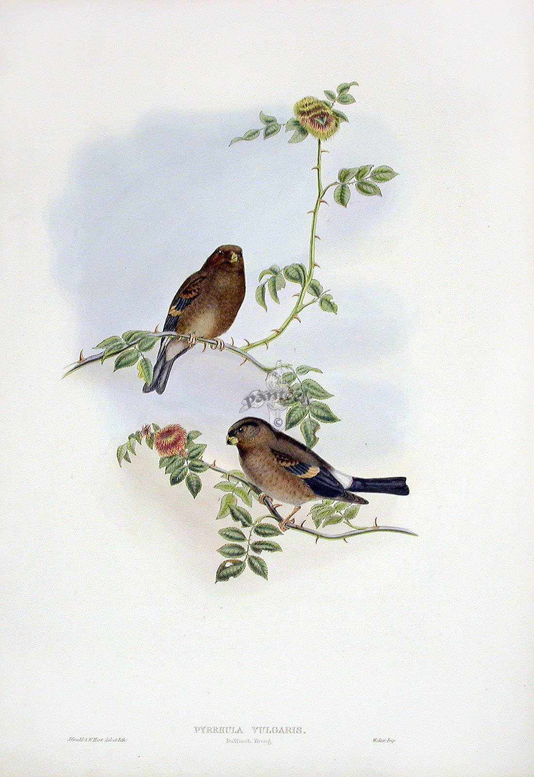 John Gould Birds Of Great Britain 1862-1873