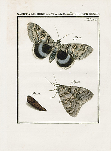 Clifden Nonpareil Moth
