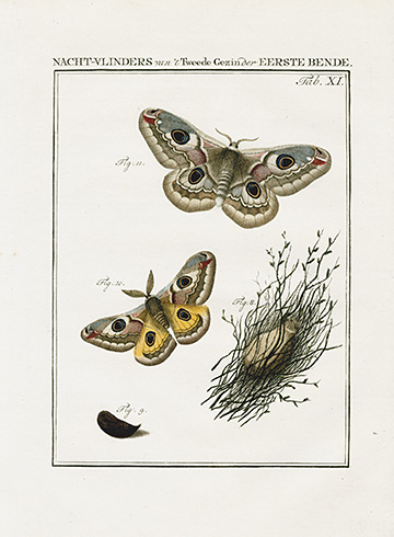 Peacock Moth, 2 prints, click on image to see both