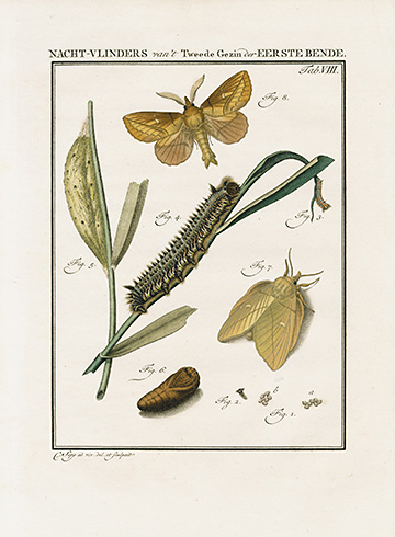 Pine Tree Lappet Moths