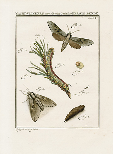 Brindle Beauty Moth, 2 prints