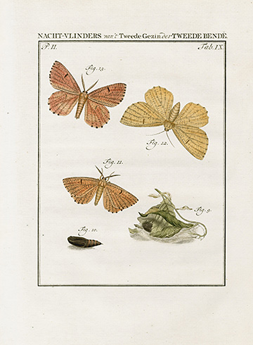 Moth, 2 prints, click on image to see both