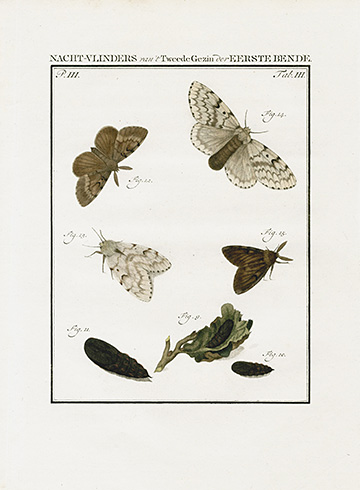 Moth, 2 parints, click on image to see both