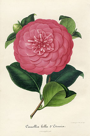 Camellia Bella