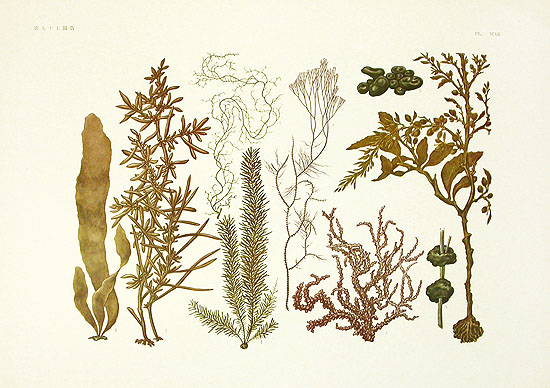Aquatic Plants & Animals 1931