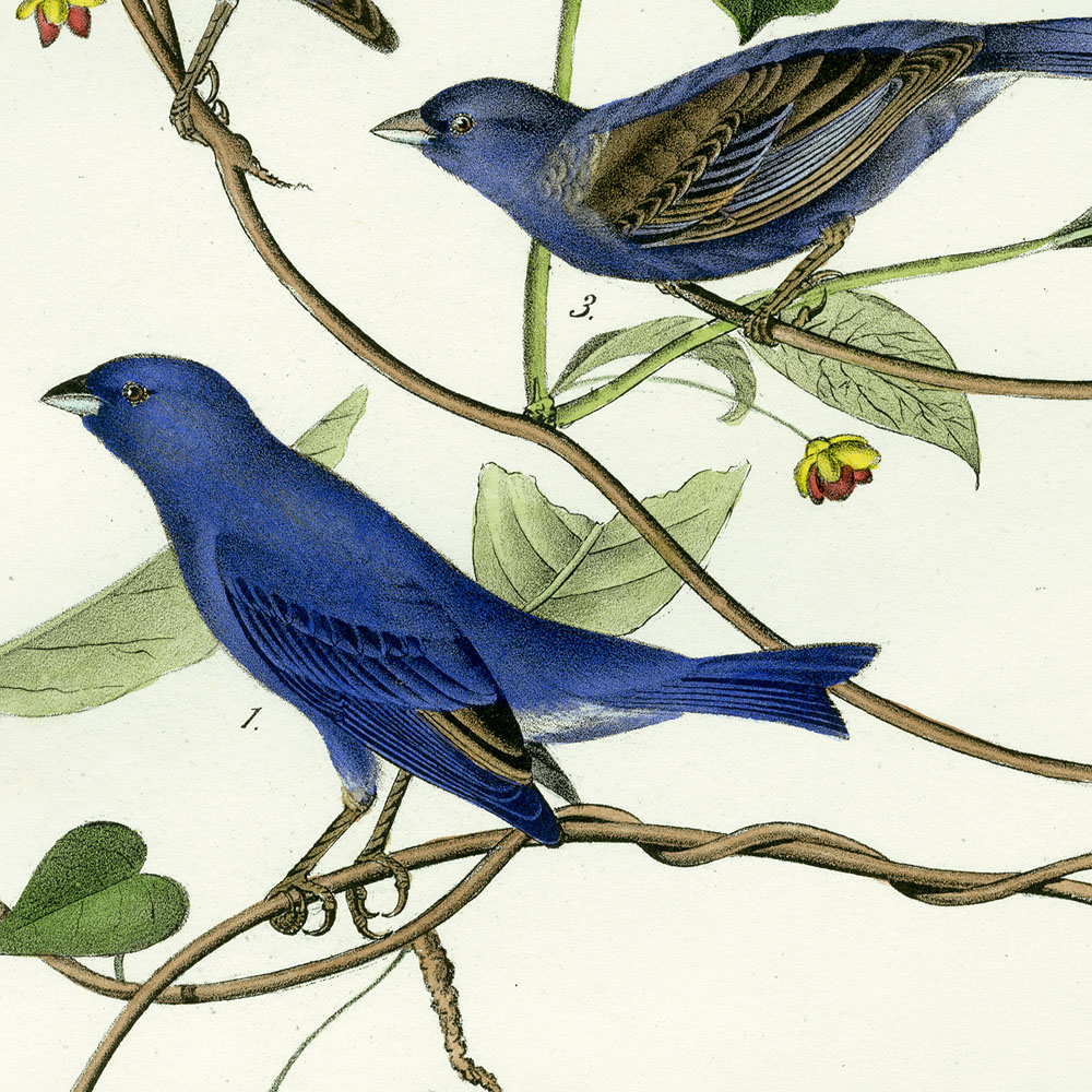 Audubon Bird Prints From Birds Of America 1840