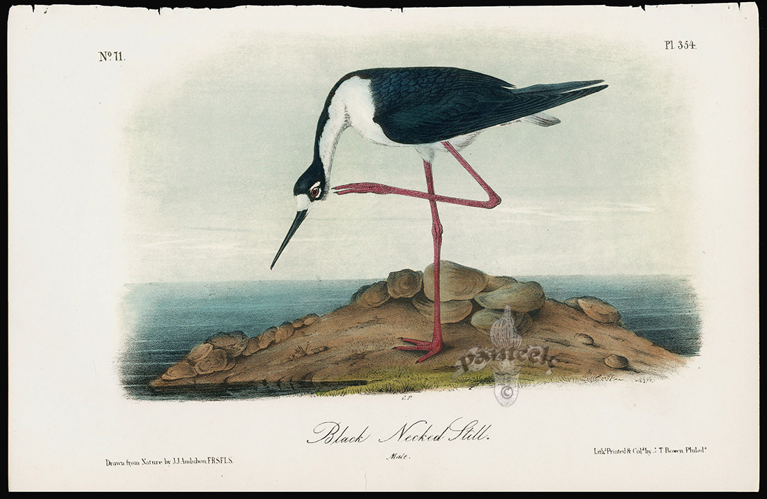 Audubon Birds America Black Necked Still from Audubon Prints of Water ...