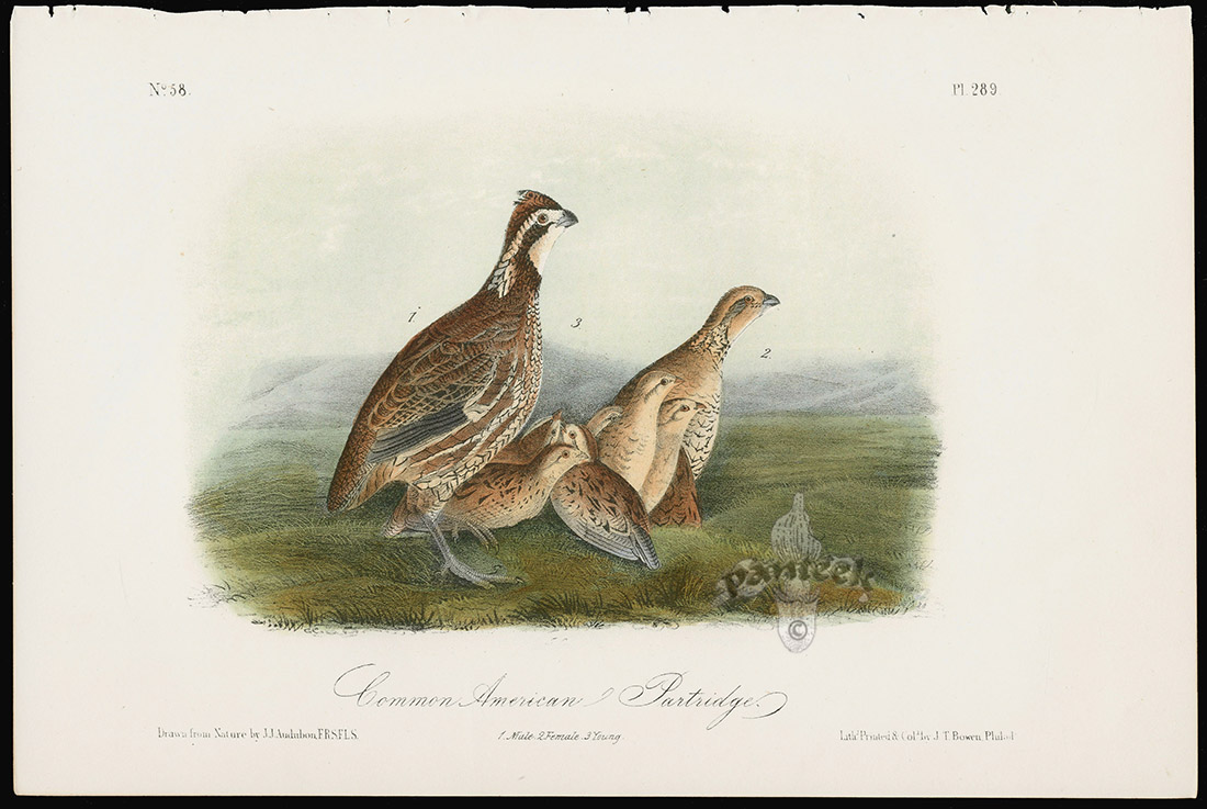 Audubon Birds America Common American Partridge from Audubon Prints of ...