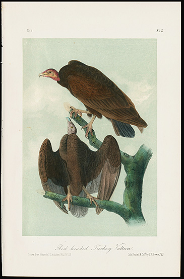 Original Audubon Bird Prints