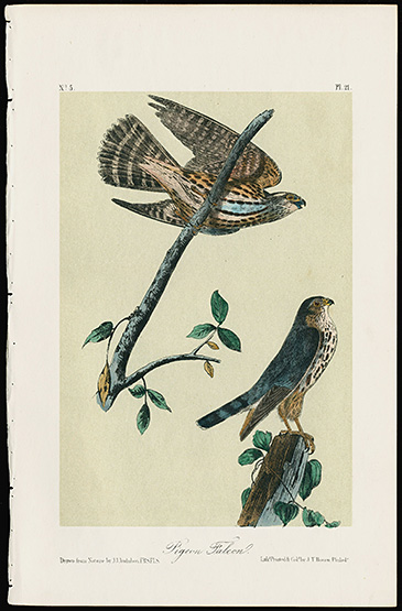 Original Audubon Bird Prints