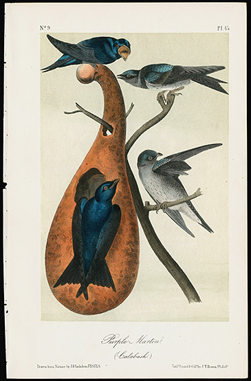 Original Audubon Bird Prints 9139