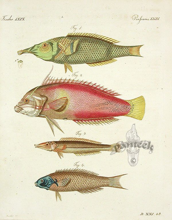 Mycteria Senegalensis from Bertuch Vintage Prints Sea Shells, Fish 1790