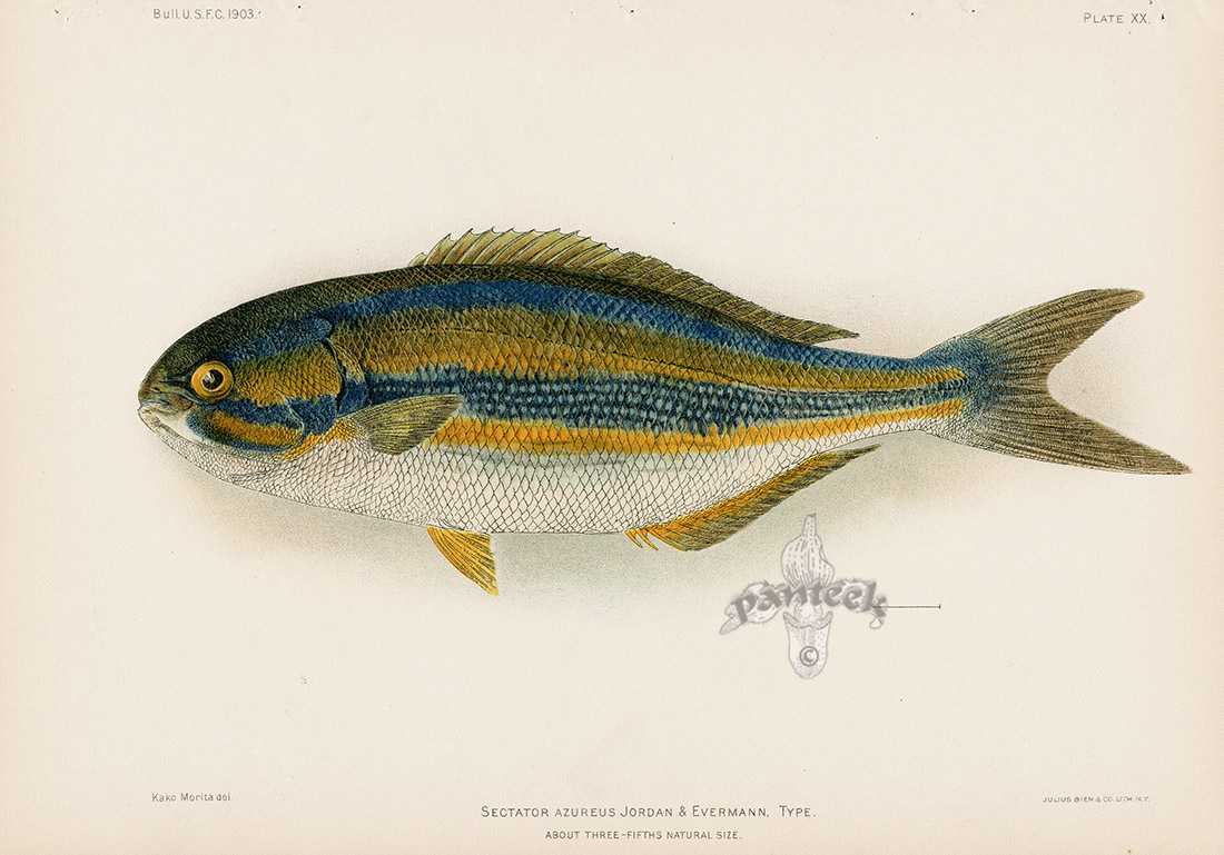 Sectator azureus from Old Hawaiian Fish Prints