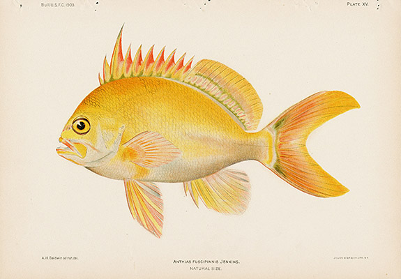 United States Fish Commission Volume 23 Bien Fishes Hawaii 1903