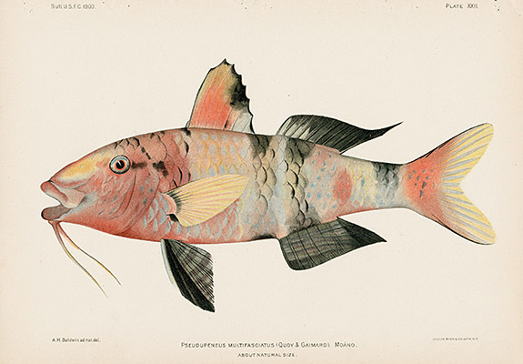 United States Fish Commission Volume 23 Bien Fishes Hawaii 1903