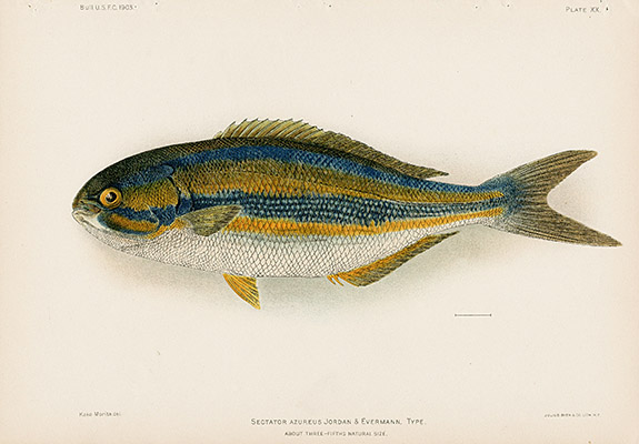 Hawaiian Deep-Sea Fish Prints
