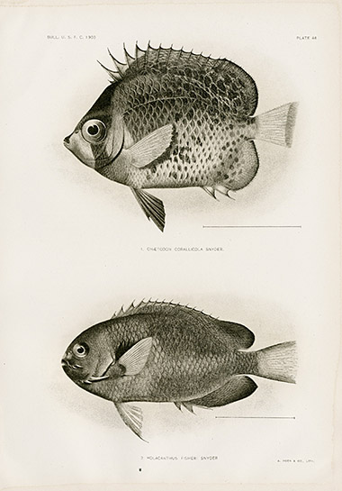 Rare Antique Hawaiian Fish Chromolithographs