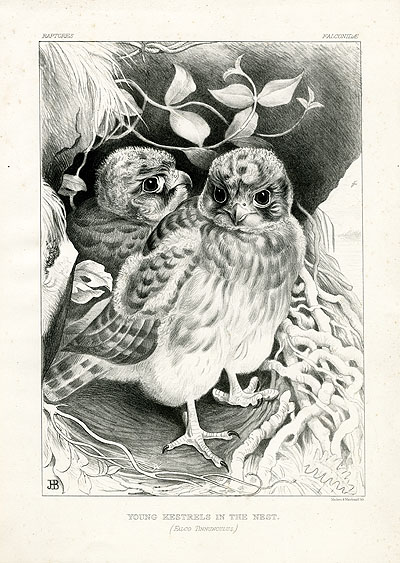 Jemima Blackburn Birds Drawn from Nature 1862