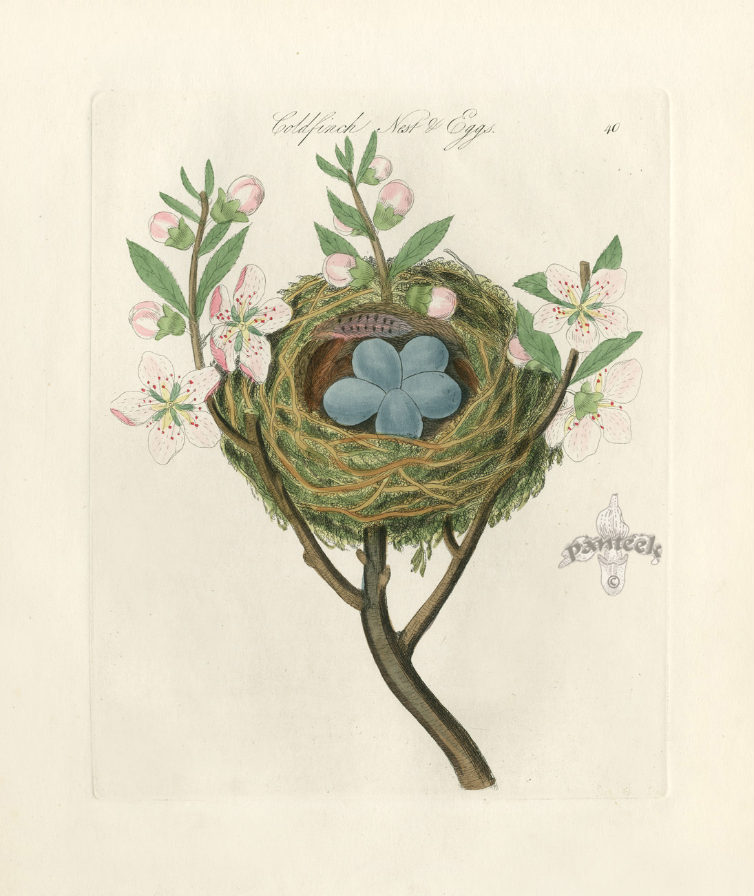 Bolton Bird Prints Nest & Egg Prints 1845