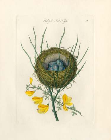 Bolton Bird Prints Nest & Egg Prints 1845