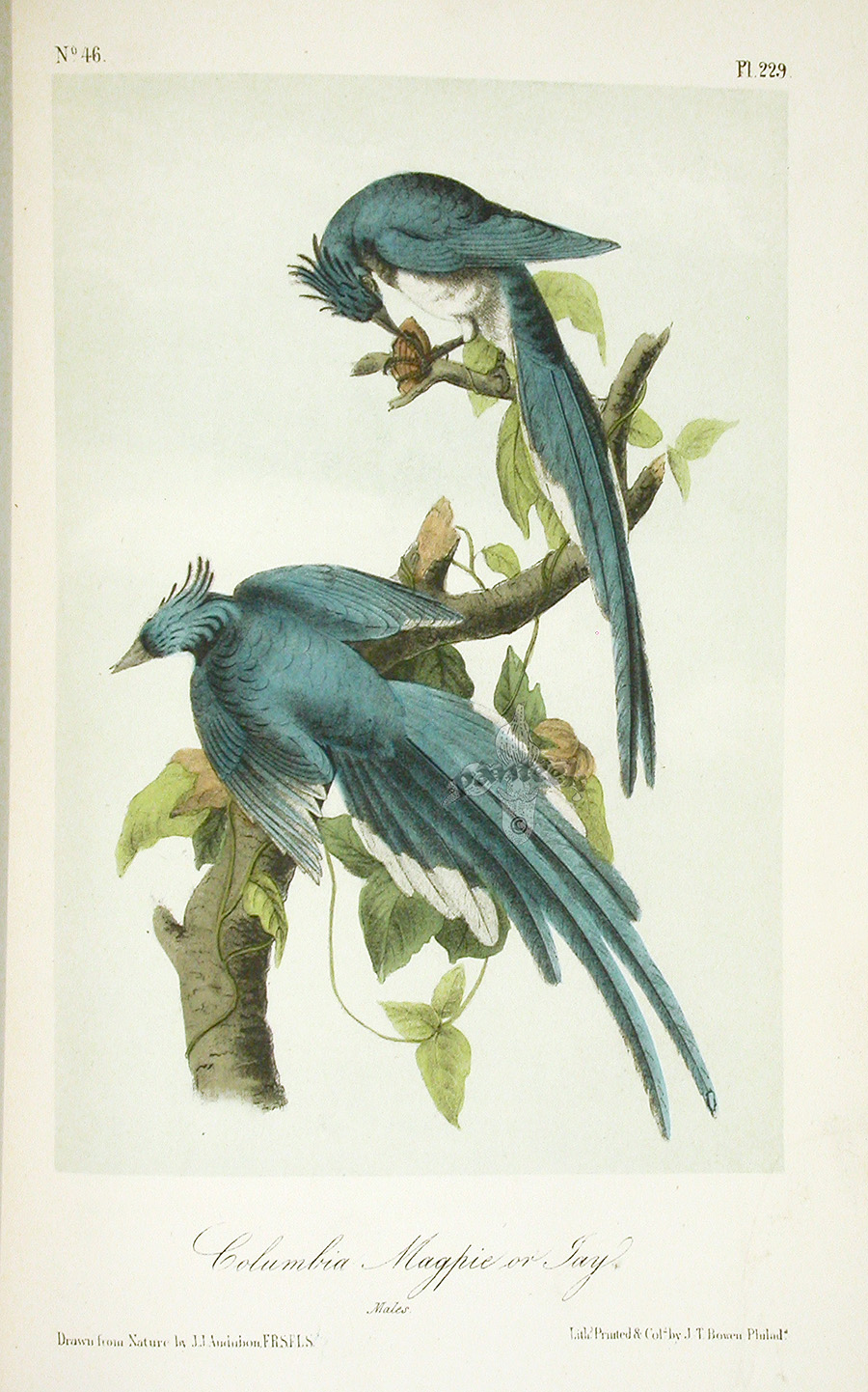 John James Audubon Birds of America 1871 Complete 8 Volumes from ...