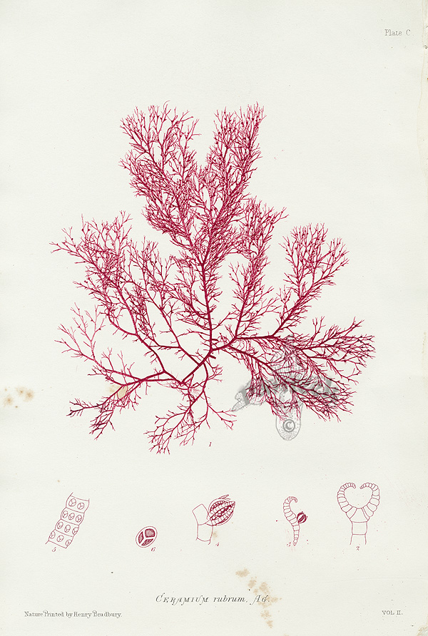 Nature Printed Seaweed by Henry Bradbury 1859