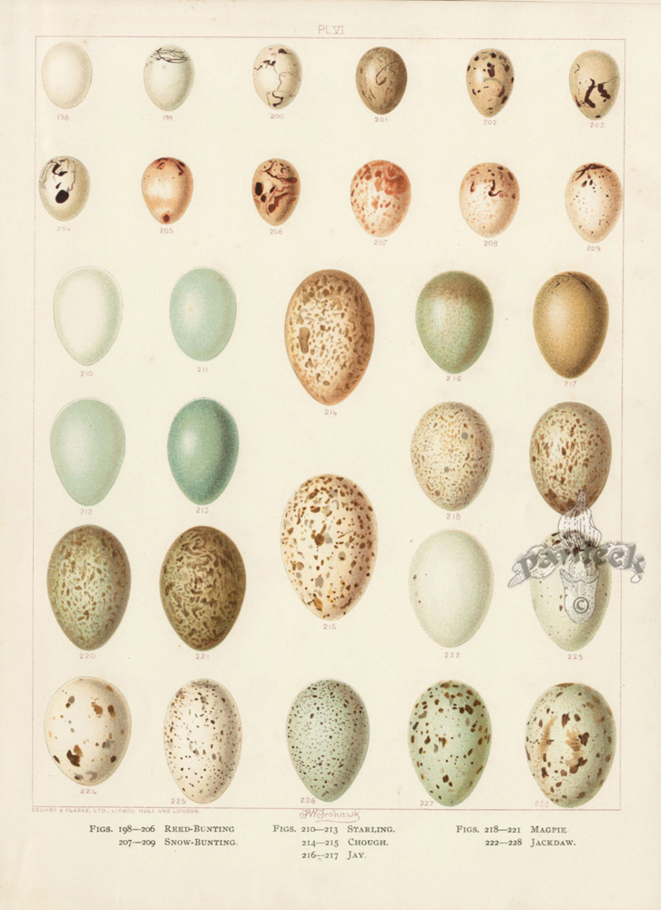 Butler Frohawk Antique Prints of Eggs 1904