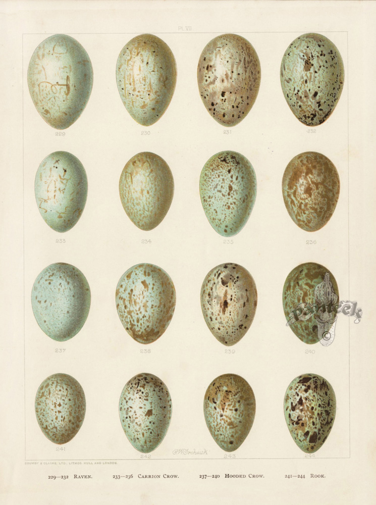 Butler Frohawk Antique Prints of Eggs 1904