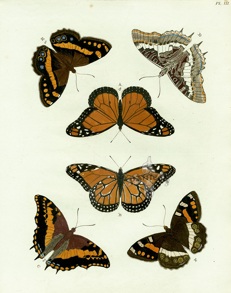 Pieter Cramer Butterflies 1775