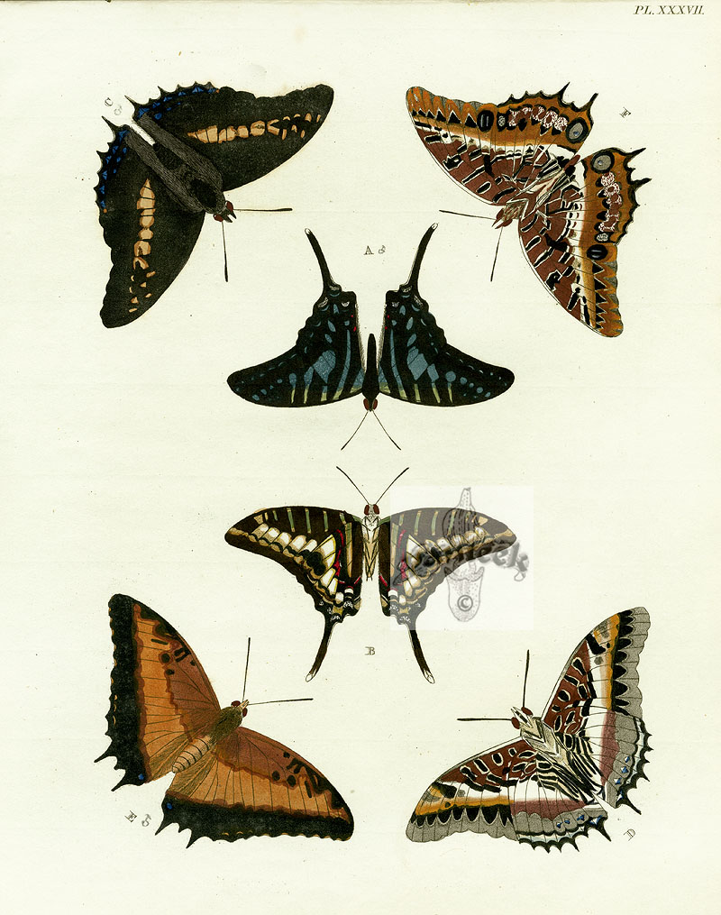 Pieter Cramer Butterflies 1775