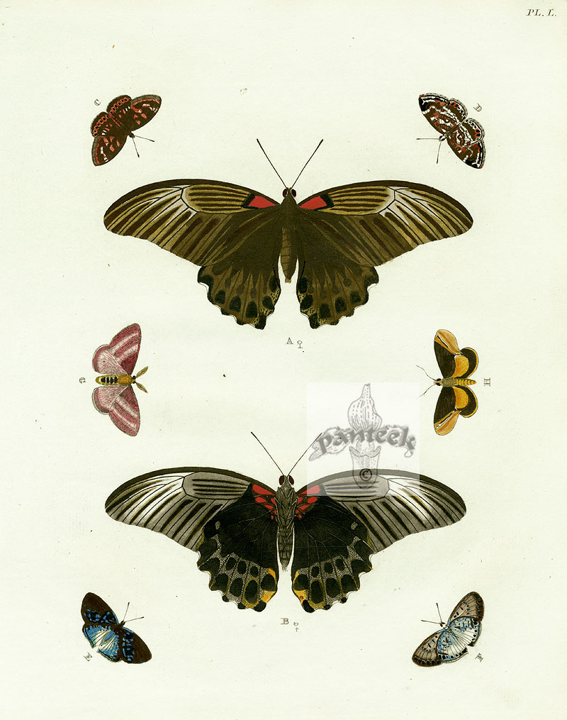 Pieter Cramer Butterflies 1775