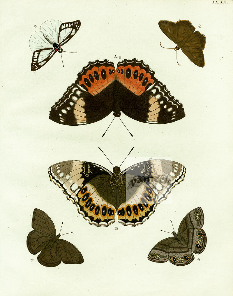 Pieter Cramer Butterflies 1775