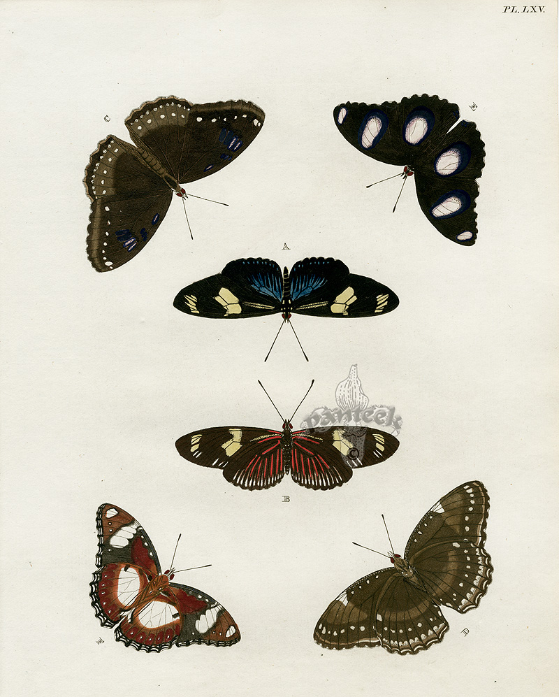 Pieter Cramer Butterflies 1775