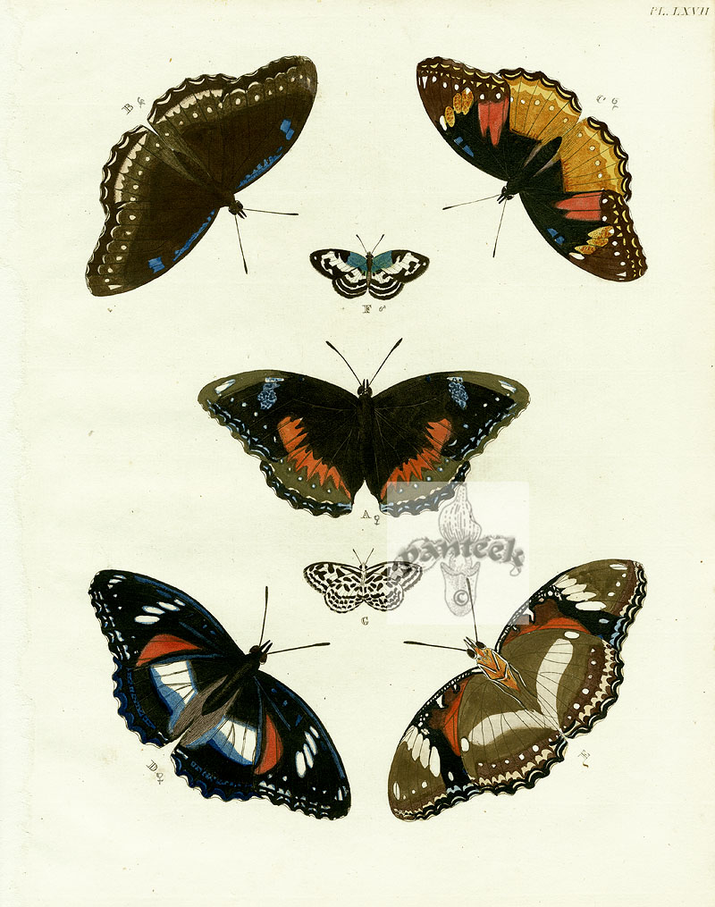 Pieter Cramer Butterflies 1775