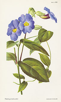 William Curtis Botanical Prints from Curtis Botanical Magazine 1948 and ...