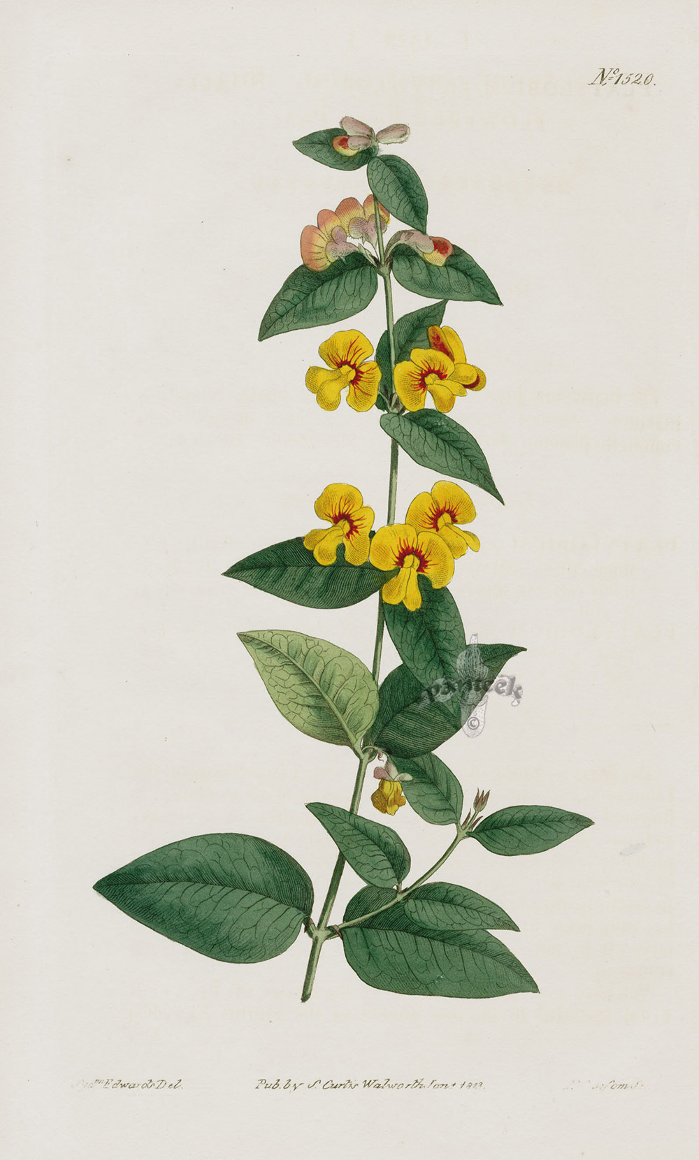 Plarylobium from Curtis Botanical Magazine Australian Plants 1787