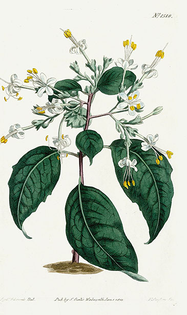 Botanicals from Australia & New Zealand through the ages
