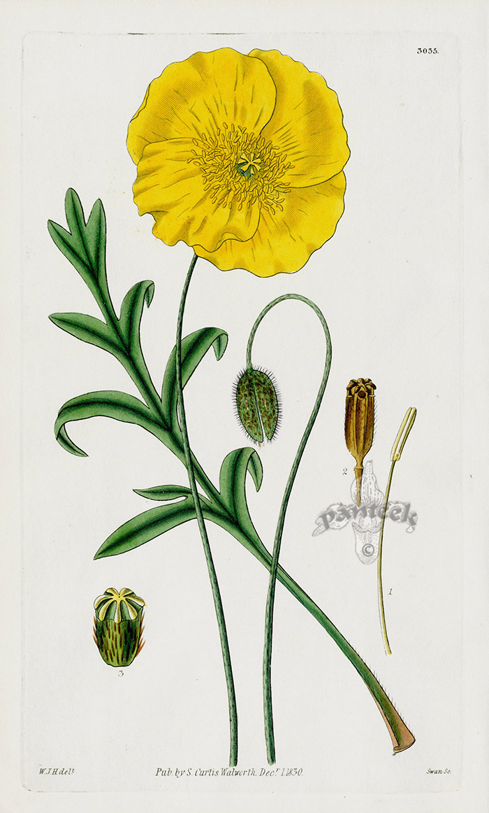 Papaver croceum Orange-flowered Poppy from William Curtis Best Prints