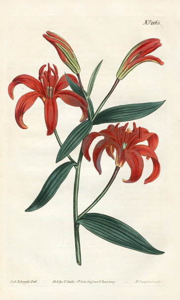 William Curtis Botanical Prints 1787-1826