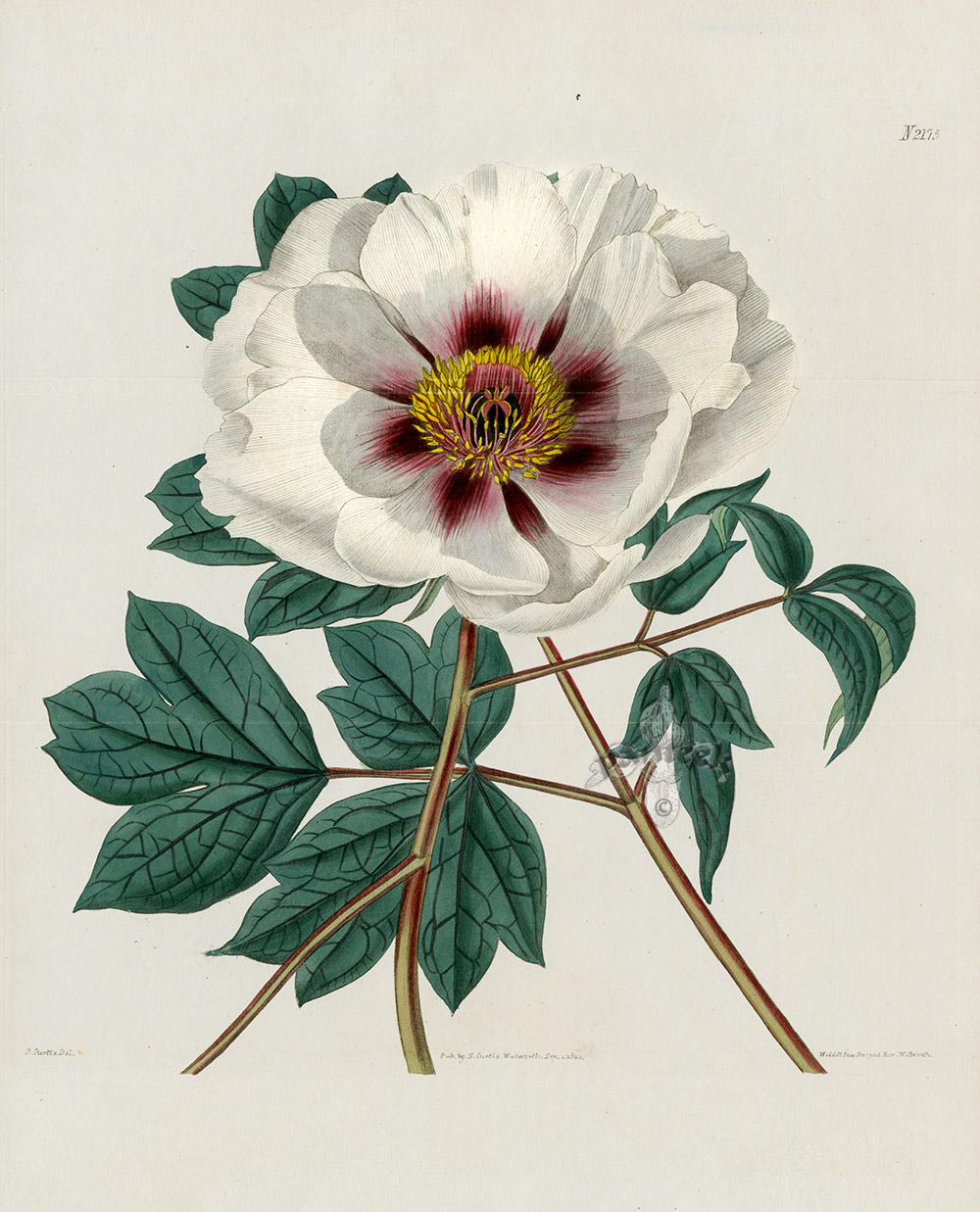 Paeonia Moutan Single Flowered Moutan Peony from William Curtis Antique ...