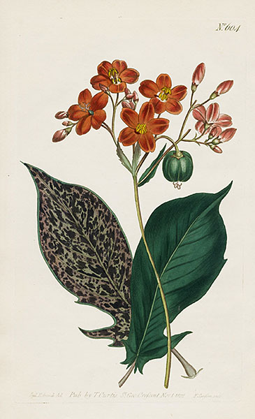 William Curtis Botanical Magazine Antique Prints 1787-1839