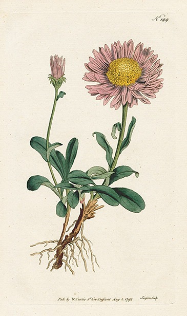 William Curtis Botanical Magazine 1st Edition Prints 1787