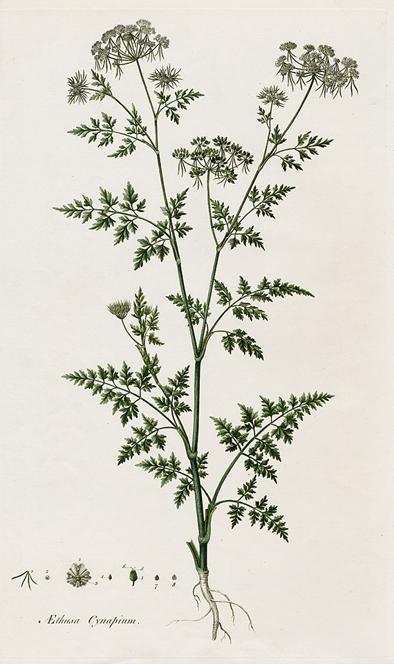 Curtis Flora Londinensis Grass Prints